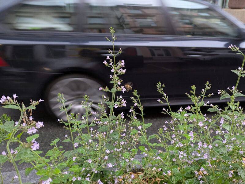 Auch Bienen finden bei den Parklets eine kleine Oase.